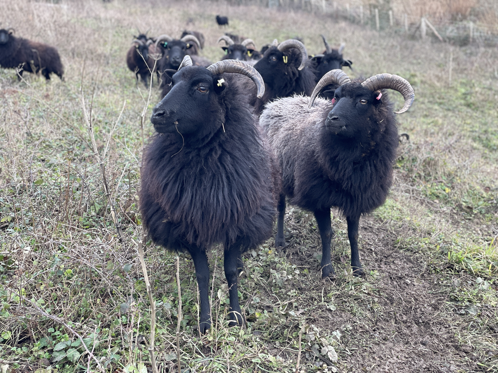 Hebridean Sheep | Kent Wildlife Trust